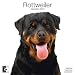 Rottweilers 2010 Wall Calendar AP30470