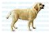 LABRADOR RETRIEVER - Dog Decal - sticker yellow lab car