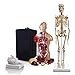 Parco Scientific PBM-B2 Elementary and High School Learning Package. Set of Three Human Anatomy Models, Skeleton, Torso and Brain with Carrying Case.
