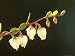 Leatherleaf, Flowers, Estonia Photographic Poster Print by Niall Benvie, 24x18