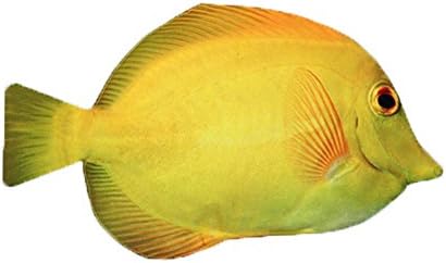 Felltics Carp Fish Zipper Pouch Weird Pen Pencil Case - For School - For Kids - For Student (Yellow Tang)