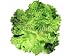 Wallmonkeys Peel and Stick Wall Decals - Fresh Lettuce - 24