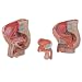3B Scientific MAH11 Medart Male Pelvis Model, 6.7" x 5.5" x 2.8"