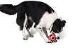 Premier Pet Latex Ladybug