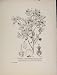 Bilberry Whortleberry Trees And Shrubs Flower Print