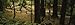 Trial Passing through the Forest, Bohemian Grove, Muir Woods, California, USA Photographic Poster Print by Panoramic Images, 120x40