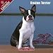 2009 Dog Calendars: Boston Terrier 2009 Calendar - 2009 Dog Calendar - 30 x 30 cm