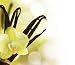Beautiful Vanilla Beans and Flower over Blurred Background - 36
