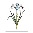 genus Iris 90 - 5" x 7" Museum Quality Greeting Card
