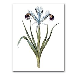 genus Iris 90 - 5" x 7" Museum Quality Greeting Card