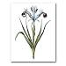genus Iris 90 - 5" x 7" Museum Quality Greeting Card