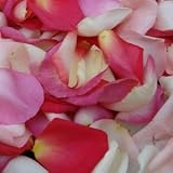 500 Fresh Rose Petals Pinky Blend-mix of Pink Colors