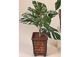 Palm Island Home Split Philo Plant