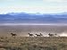 Band of Wild Horses Taking Flight Across Western Sage Photographic Poster Print by Bill Eppridge, 16x12 Image