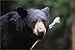 The Master Guide for Wildlife Photographers