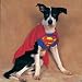 Kitchen & Housewares : Superman Dog Medium 17" Chest Halloween Costume