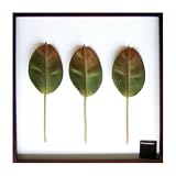 F-style ���[�t�p�l���E625x625x30mm�@Ficus elastica