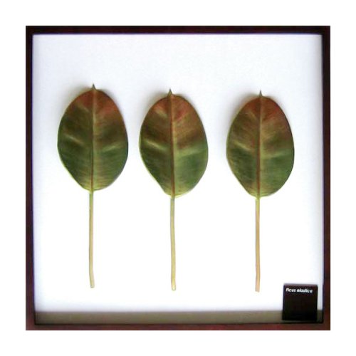 F-style リーフパネル・625x625x30mm　Ficus elastica