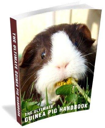 The Ultimate Guinea Pig Handbook