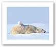 Polar Bear and Cub, Manitoba, Canada by Art Wolfe 15.75"x19.75" Art Print Poster