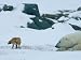 A Red Fox and a Polar Bear Eye Each Other Cautiously on the Hudson Bay Coast National...