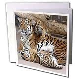 Beverly Turner Photography - Mother Tiger with Cubs - Greeting Cards-12 Greeting Cards with envelopes
