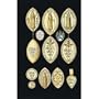 Art Poster Print - English Royal Seals - Artist: Framcis Sandford - Poster Size: 10 X 14 inches