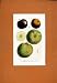 POMME FRUIT HAND COLORED FINE ANTIQUE ART c1831 PRINT