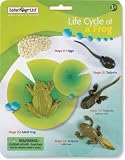Incredible Creatures: Life cycle of a frog in September 41M2FGfg1ZL. SL160 Incredible Creatures: Life cycle of a frog in September