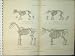 c1890 COMPARATIVE ANATOMY SKELETON HORSE SHEEP PIG OX
