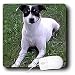 Dogs Rat Terrier - Rat Terrier - Mouse Pads