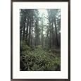A bird-watcher scans redwood tree (Sequoia sempervirens)branches Photography Framed Art Poster Print by James P. Blair, 21x29