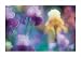Bearded Irises by Eddie Soloway poster print,27.5 in. x 19.5 in. Image