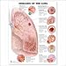 Diseases of the Lung Anatomical Chart Laminated Shows diseased lung and provides close up of each disease. Includes definitions and signs and symptoms. Size is 20" W by 26" H. Includes definitions and signs and symptoms. Laminated