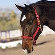 Hamilton Deluxe 1" Nylon Horse Halter witih Adjustable Chin and Throat Snap, Hot Pink, Yearling/Standard Donkey (300-500 lbs)