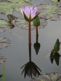11x14 Digital Art Limited Edition Prints Flowers Realist Lotus Reflection 1