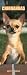 Chihuahuas 2007 Slimline Calendar