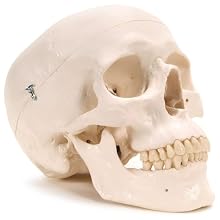 3B Scientific A20 Plastic 3 Part Classic Human Skull Model, 7.9" x 5.3" x 6.1"