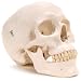 3B Scientific A20 Plastic 3 Part Classic Human Skull Model, 7.9" x 5.3" x 6.1"