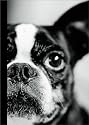 French Bulldog Journal
