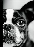 French Bulldog Journal
