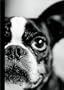 French Bulldog Journal