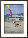 A German shepherd leaps for a kite on the beach at the Lincoln City kite festival Subject Framed Art Poster Print by Phil Schermeister, 21x29