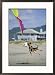 A German shepherd leaps for a kite on the beach at the Lincoln City kite festival Subject Framed Art Poster Print by Phil Schermeister, 21x29