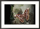 An Atlas moth laying eggs on a tree trunk in the rain forest Animals Framed Art Poster Print by Mattias Klum, 29x21