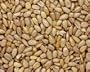Premium Raw Sunflower Seeds