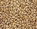 Gourmet Food : Premium Raw Sunflower Seeds