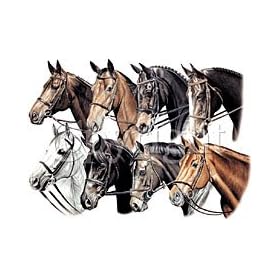 English Horses Womens Scoop Neck T-Shirt