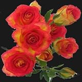 Forty Stems of Bi-Color Spray Roses, Buy 20, Get 20 FREE.