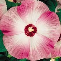 Hibiscus Disco Belle Pink 25 Plants